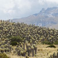 Paramo Los Nevados hike