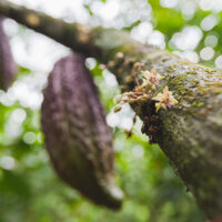 cacao farm Antioquia excellence cacao