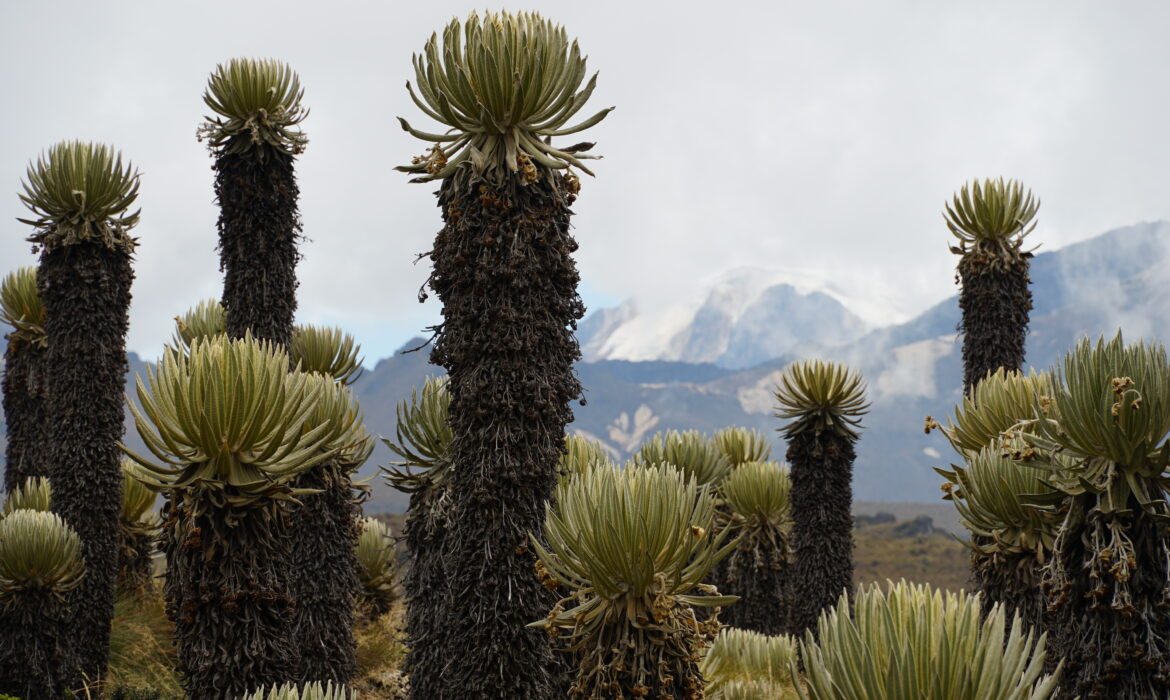 Cerro Chispas6