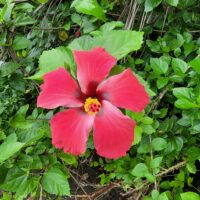 Colorful native plants on Valle de las Cascadas hiking path