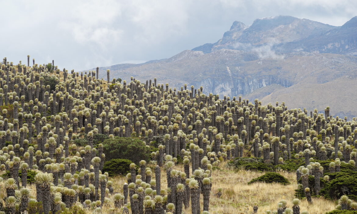 Colorful wildflowers blooming along the Andean highland trail
