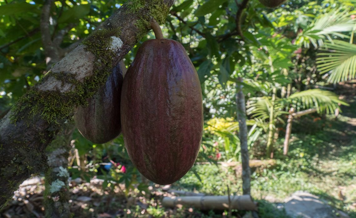 cacao bean medellin