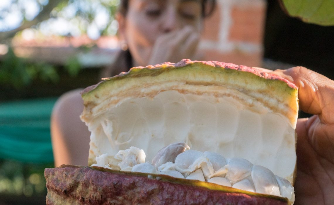 cacao bean tasting medellin