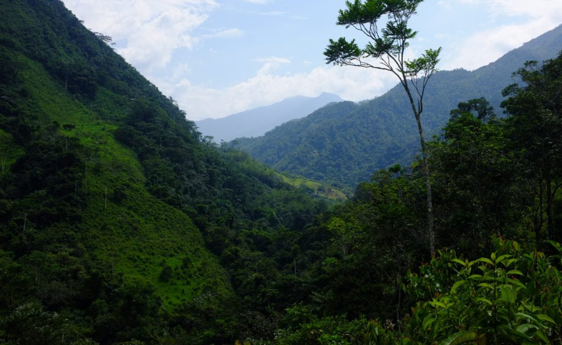 jungle tree mountains