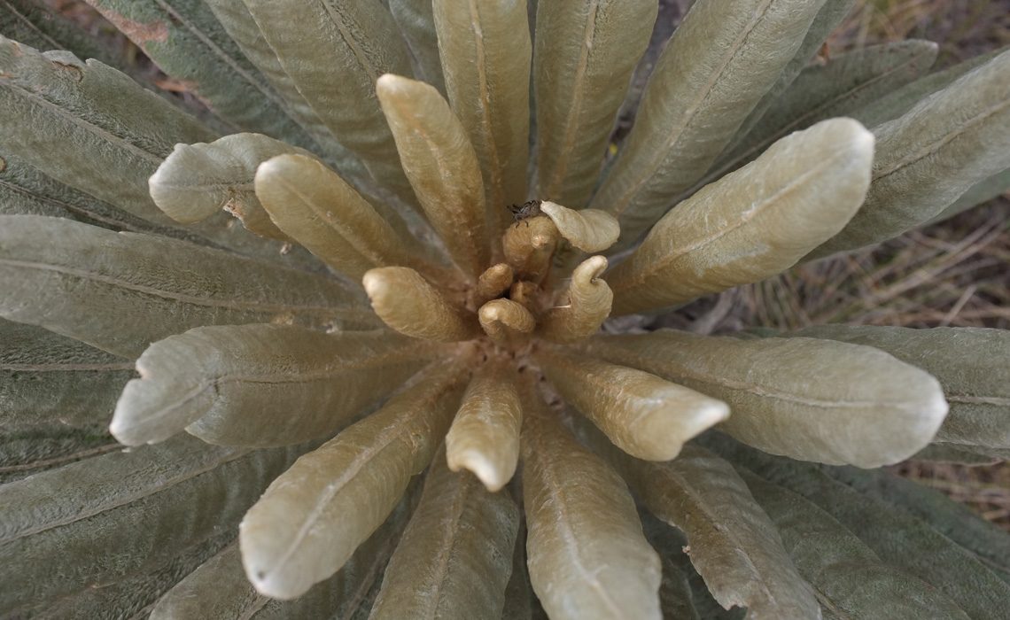 paramo plant nature trek