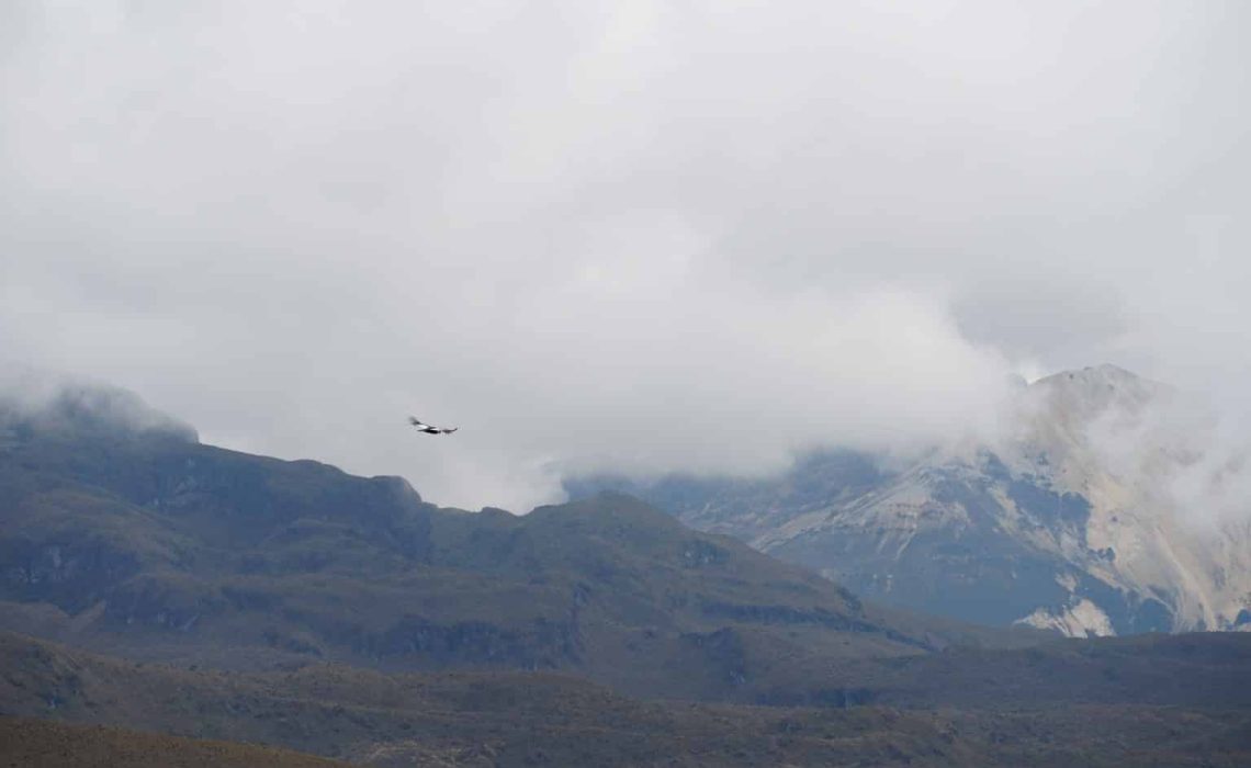 bird flying in mountains