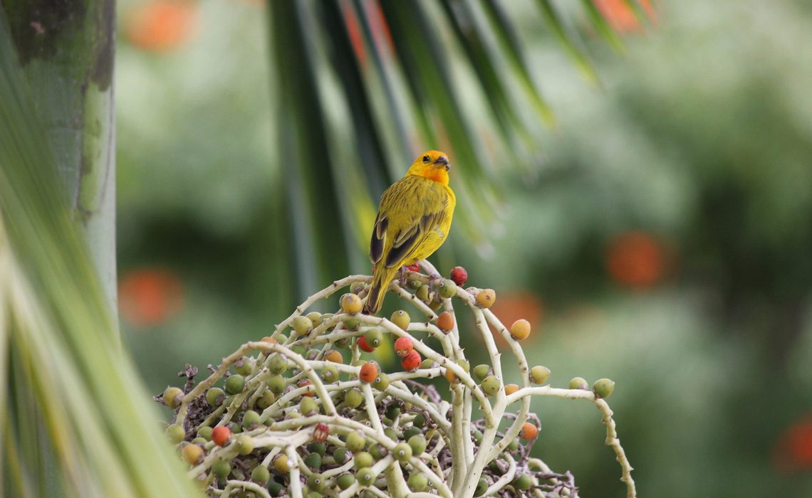 bird colombia jungle