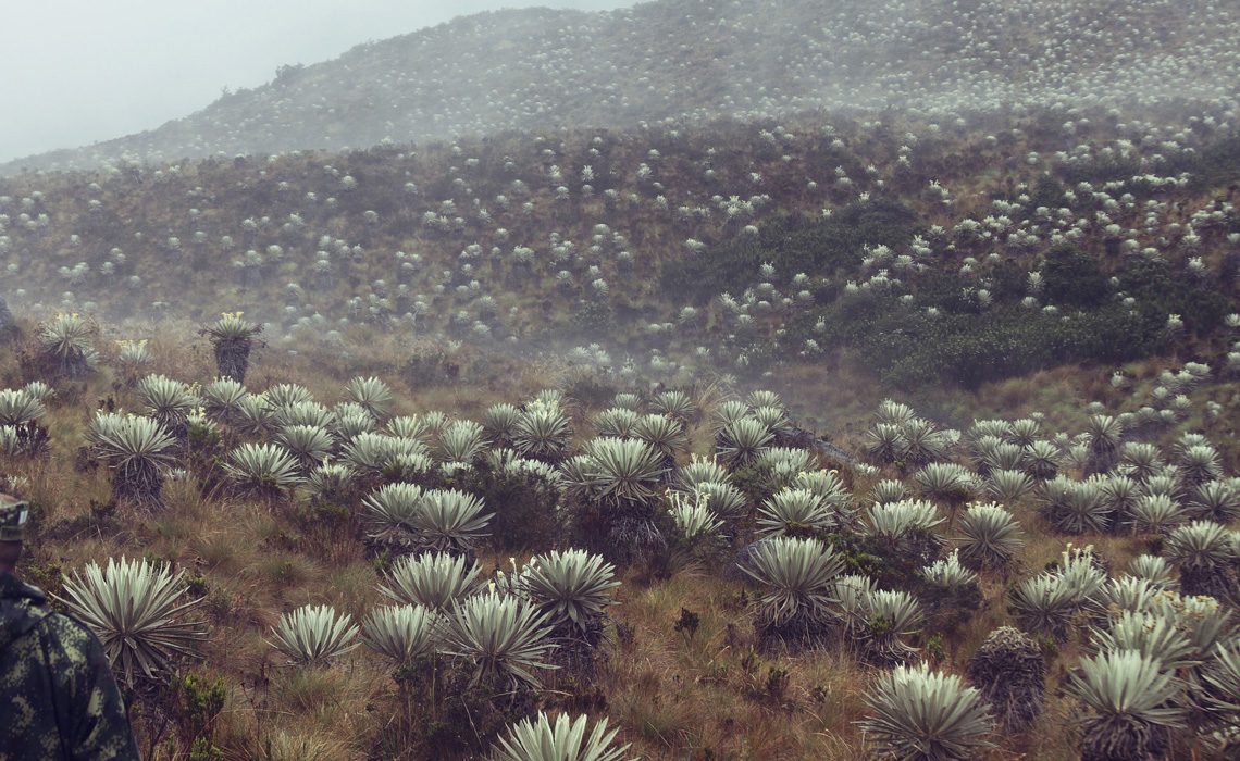 paramo mountains trek