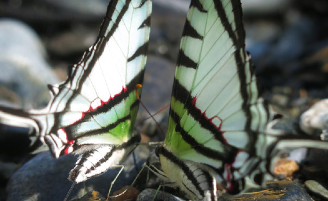 two butterflies