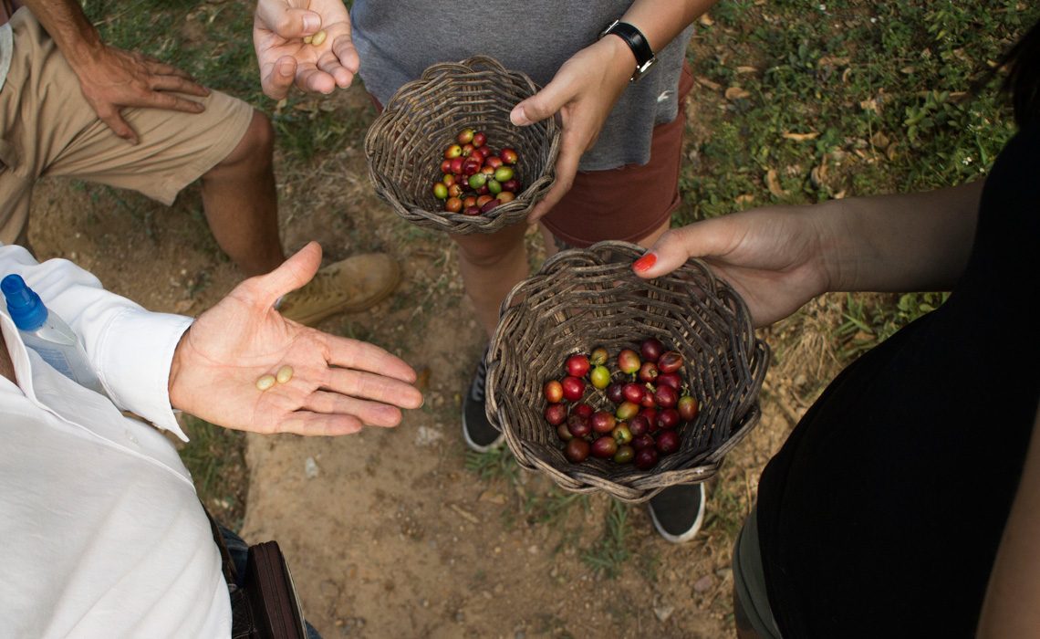 hand picked coffee beans