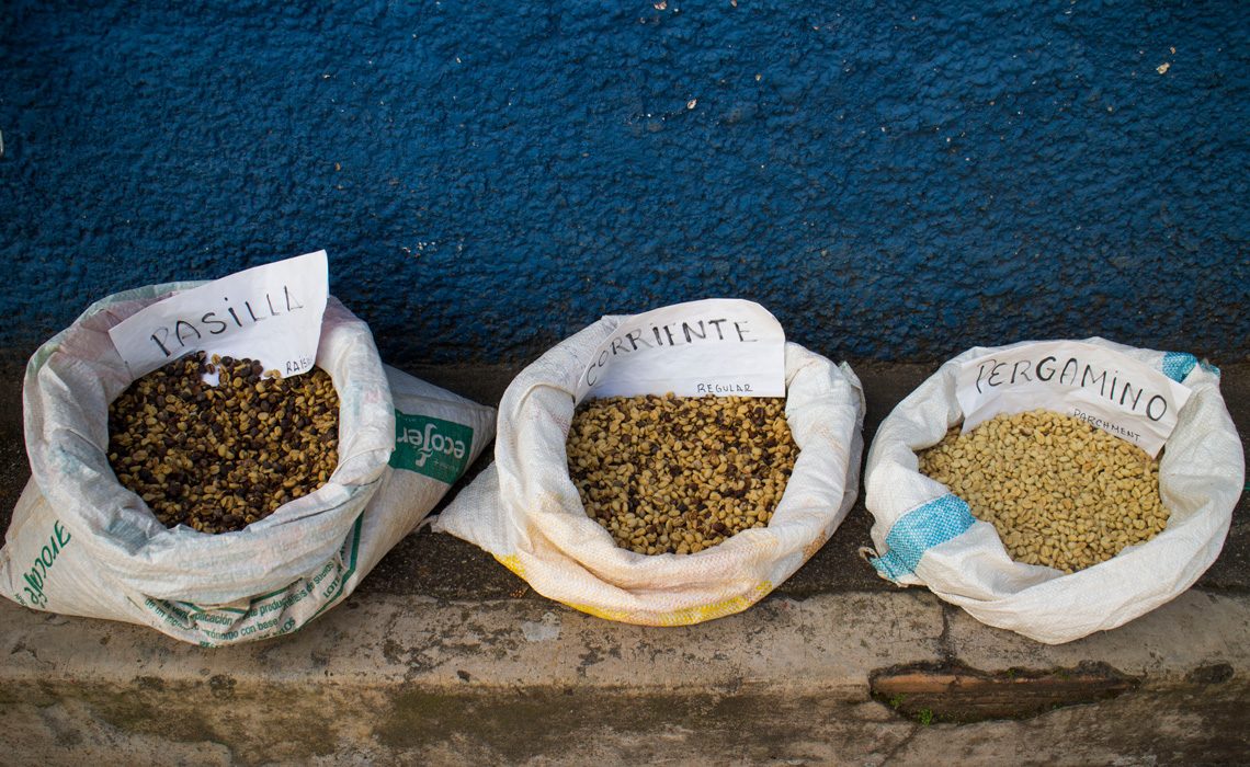 sorted coffee beans