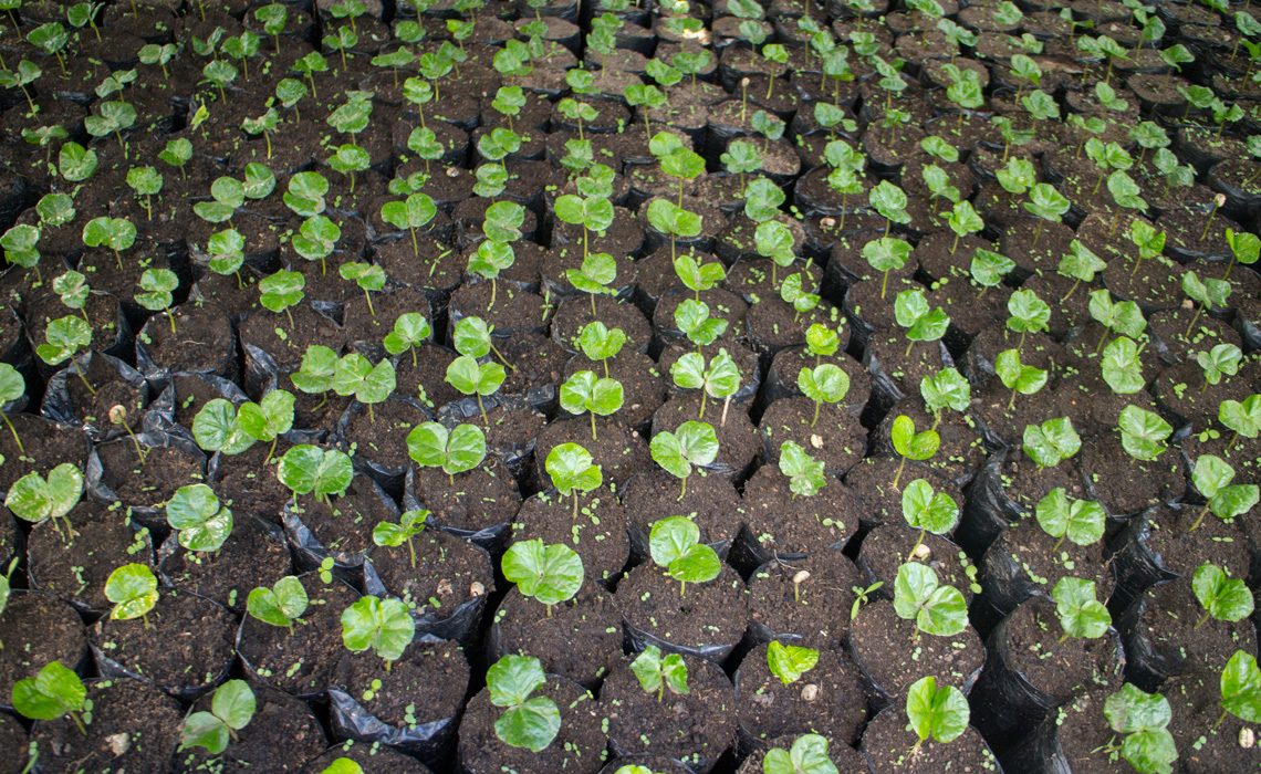 coffee nursery