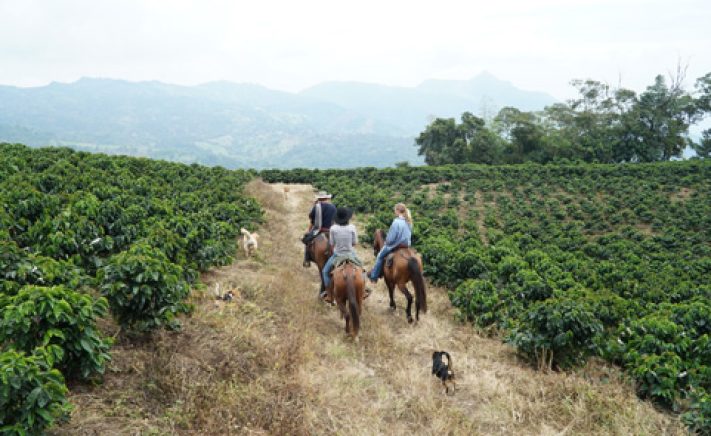 horseback riding in coffee farm