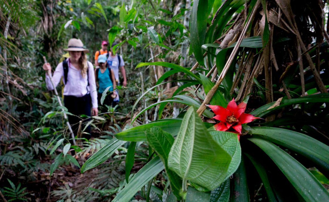 hiker jungle flower