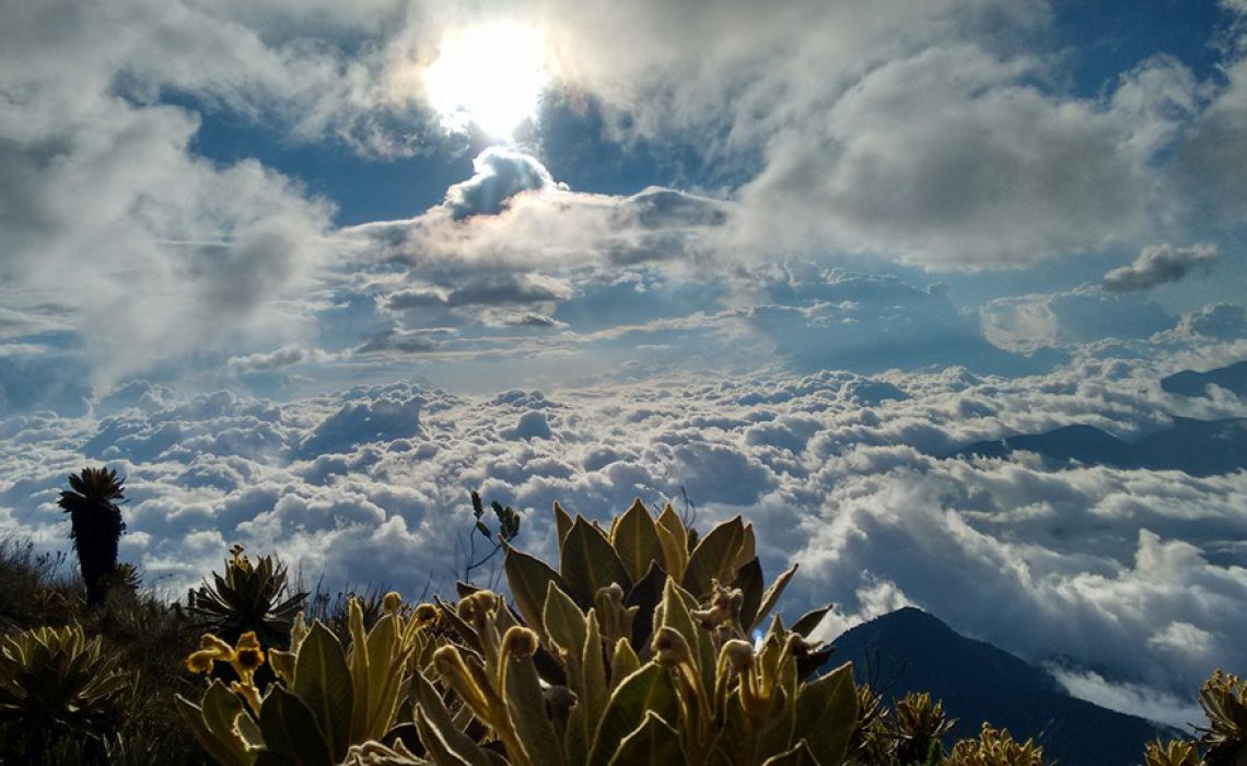 cloud forest los nevados