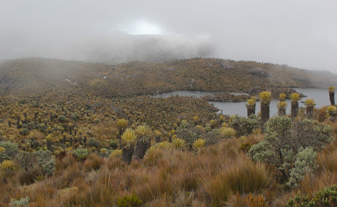 Colombian Landscape los nevados