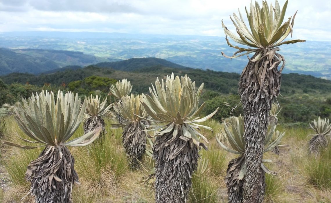 paramo plants, mountains, trekking
