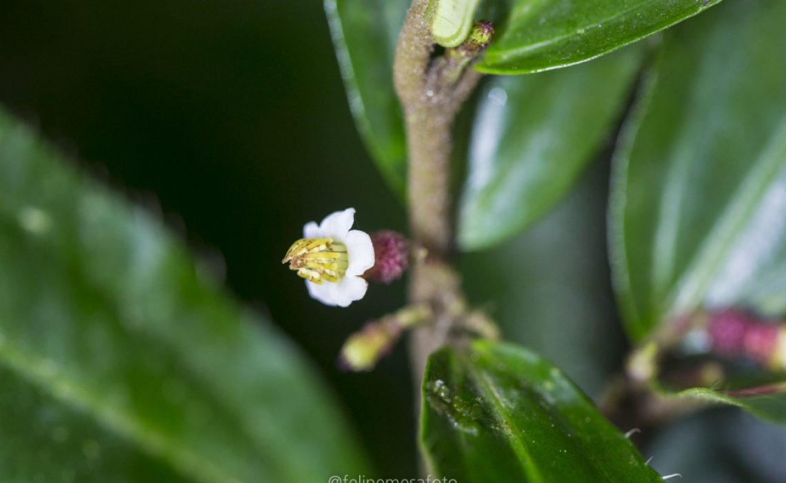 flower nature plants hinking