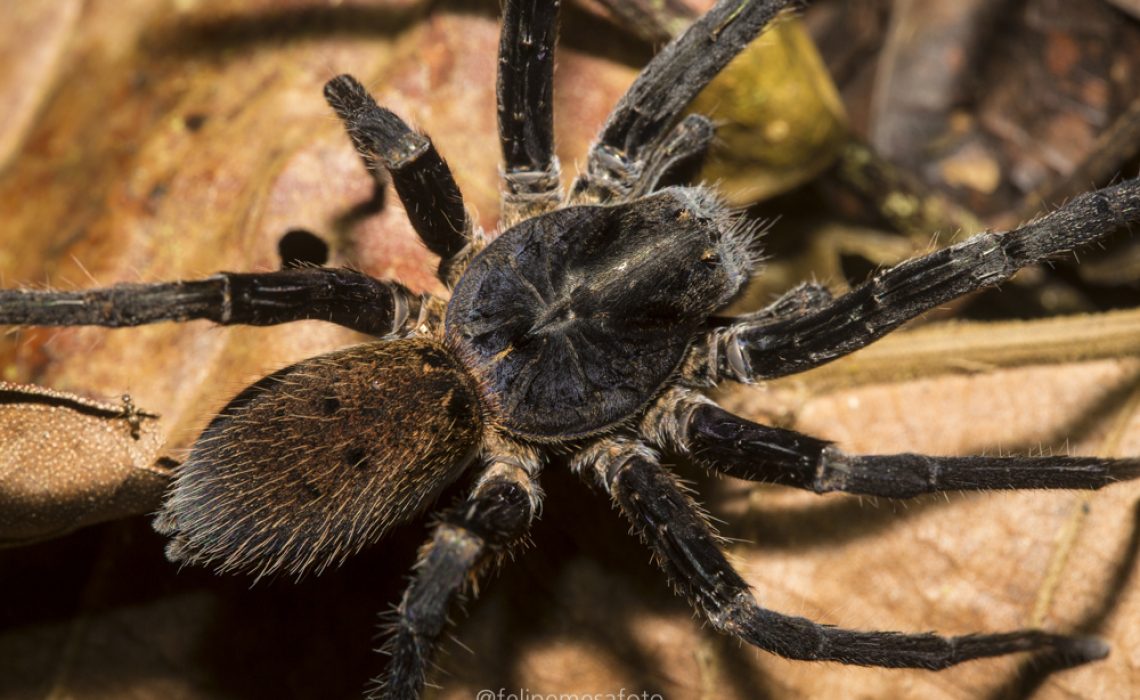 giant spider antioquia colombia