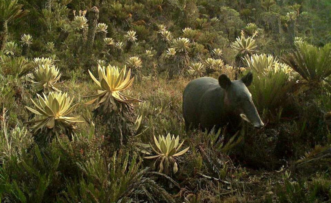 tapir and paramo